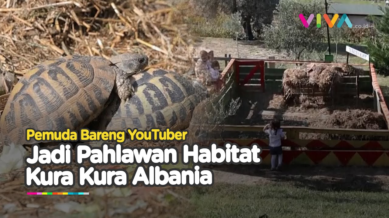 Terancam Punah, Seseorang Selamatkan Habitat Kura Kura Albania. - YouTube