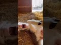 Mini hoove cuteness!!!🐴☺️🤗 #cute #snuggly #animals #horse #shorts