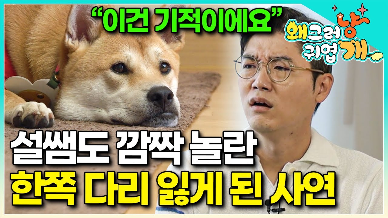 역대급 보호자들의 배려와 사랑에 감탄한 동시에, 한쪽 다리 없는 개의 안타까운 사연에 가슴 아파하는 설채현 수의사 │#왜그러냥귀엽개