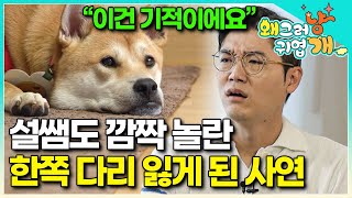 역대급 보호자들의 배려와 사랑에 감탄한 동시에, 한쪽 다리 없는 개의 안타까운 사연에 가슴 아파하는 설채현 수의사 │#왜그러냥귀엽개