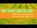 Why is My Lawn Yellow? [How Cutting Grass Short Can Damage Your Lawn]