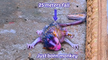 Just born baby monkey fall from high tree after birth