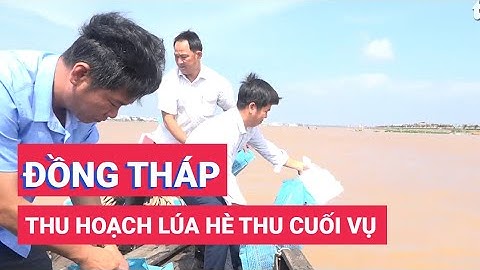 Đồng Tháp thả 100 ngàn con cá về tự nhiên đầu mùa nước nổi