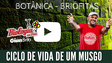 Que fases do ciclo de vida do musgo estão representadas em 1 e 2?