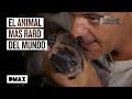 Wild Frank cumple el sueño de su vida: encontrar un ornitorrinco | Wild Frank