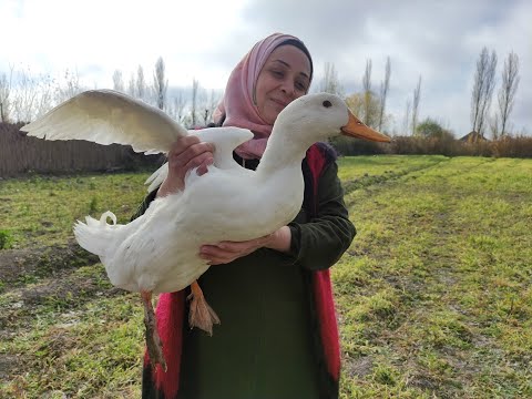 Video: Ördəklərə çörək yedirtməlisən?