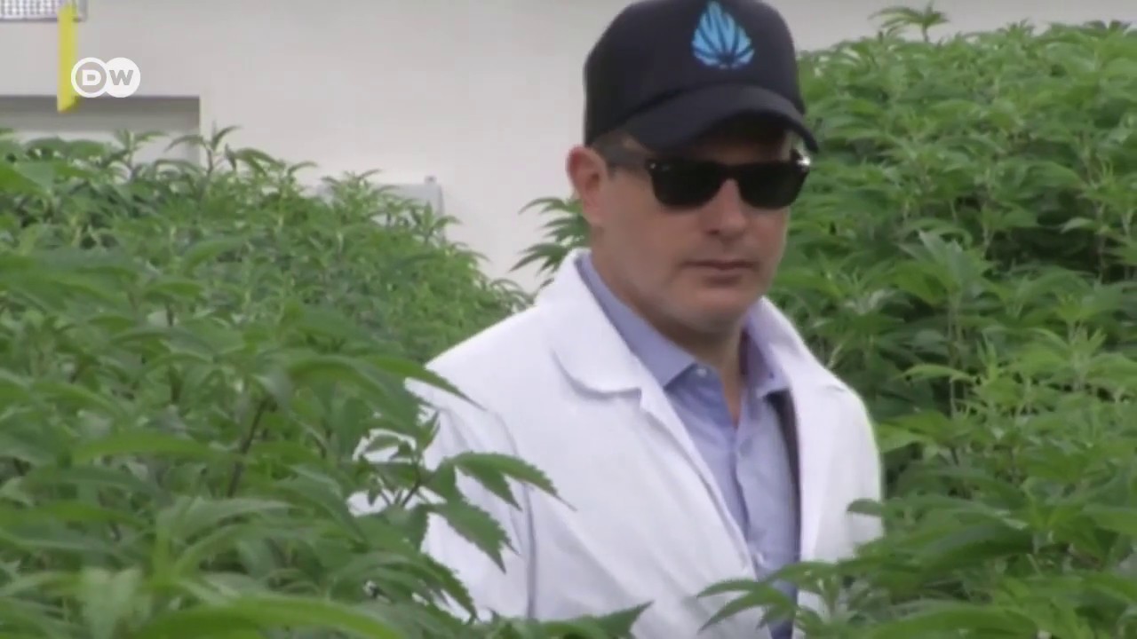 Uruguay realiza primera exportación de cannabis