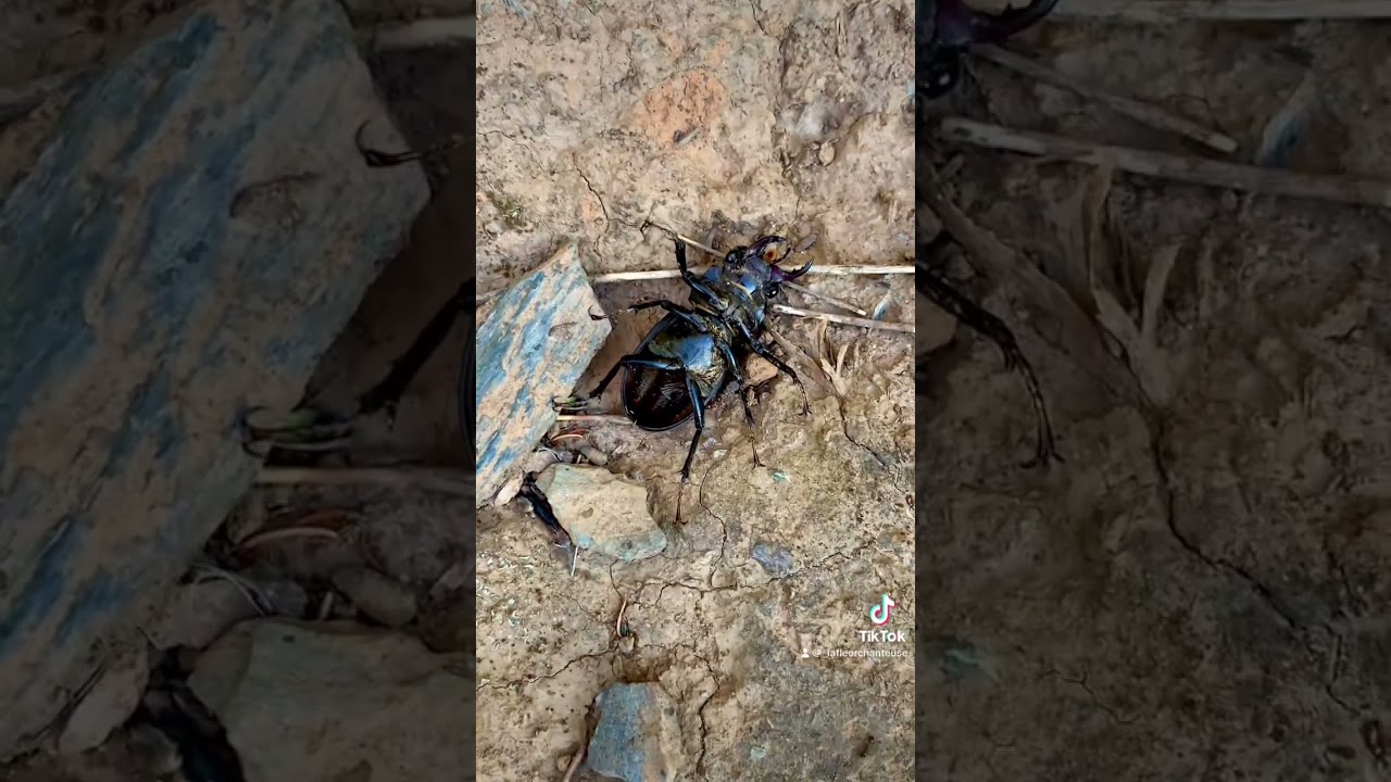 La fleur chanteuse ' Un coléoptère '