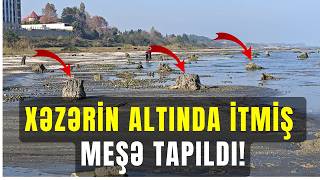 Xəzər Dənizinin Lənkəran Hissəsində Insanları Udan Meşənin Qalıqları Üzə Çıxdı