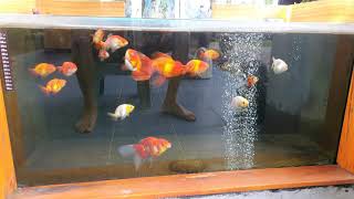 บ่อปลาซีเมนต์ ติดกระจก gold fish time