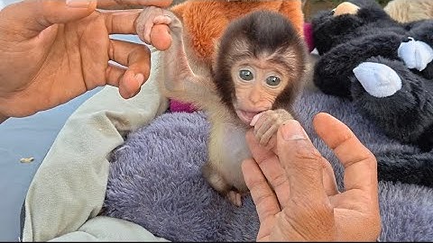 TRYING TO TEACH BABY MONKEY RUBY TO WALK 