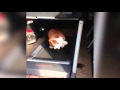 Excited bulldog jumps for joy on treadmill