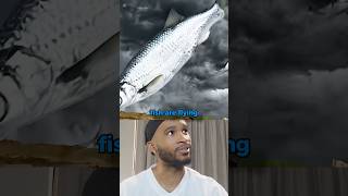 Town Where Fish Fall From The Sky
Town Where Fish Fall From The Sky Town Where Fish Fall From The Sky