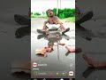 pak adik nangis uang