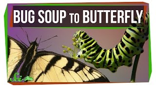 How Does Bug Soup Become a Butterfly? How Does Bug Soup Become a Butterfly?
