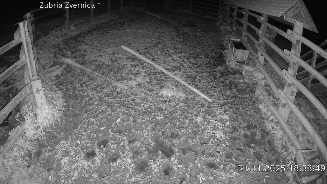 Zubria zvernica (cam212) 21.11.2025 o 18:36