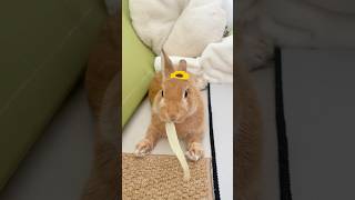 Hakibunny :Bunny Core Energy Overload#rabbit #mybunny #funny #pets