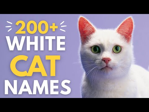 Video: Ongebruikelijke en unieke namen voor witte katten