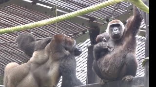 赤ちゃんに触れたい気持ちを必死に我慢する父モモタロウ⭐️ゴリラ Gorilla【京都市動物園】Momotaro resists the desire to touch the baby gorilla