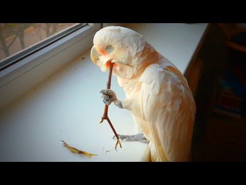 playful-birds-🦜🦜-crazy-parrots-doing-crazy-things-(full)-[funny-pets]