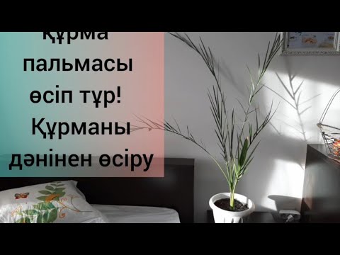 Бейне: Үйдегі құрма пальмасы: өсіру ерекшеліктері мен ұсыныстары