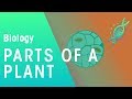 Parts of a Plant | Plant | Biology | FuseSchool