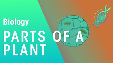 Parts of a Plant | Plant | Biology | FuseSchool