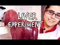 What does the liver do? | We The Curious