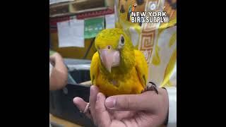 New York Bird Supply : Presents BIRD EXPO - June 11th 2022