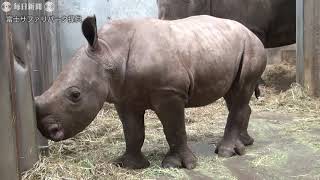 ミナミシロサイの赤ちゃん　生後1か月で元気に駆け回る　富士サファリパーク
