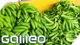 Bananen pflücken: So hart ist der Ernte-Job! | Galileo | ProSieben