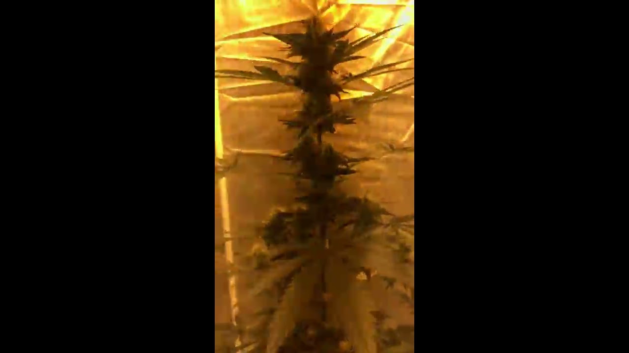 Marijuana indoor kritikal bilbo 25 days Flowering