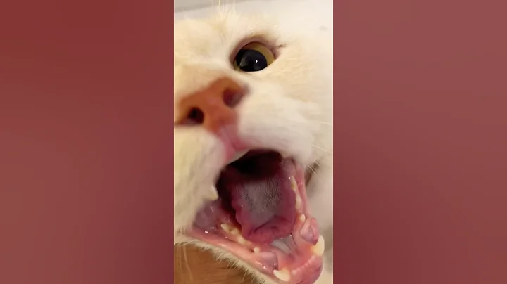 Watch the video about 🐾Siamese Cat video!!😹😹Little cat beautiful everyone✅ #cute #mycat #cuteanimal #youtubeshorts