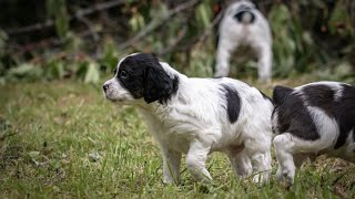 The Joys of Owning a Brittany Dog Puppy