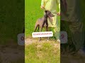 Hunter Dog #fighter #doglover #dog