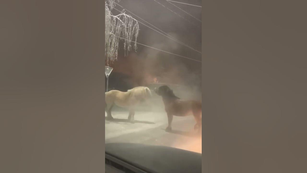 Защита двух коней дебют