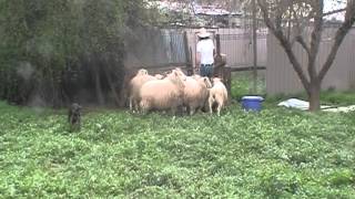 KELPIE PENNING UP SHEEP RUBY