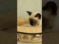 #funny#catvedios #entertainment#animals#funny shorts