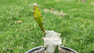 How To Graft Dragon Fruit Plants Easy