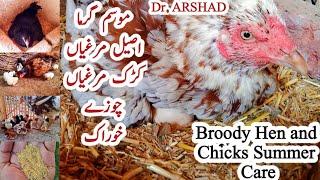 Newborn Aseel Chicks Feed | Broody Hen and Chicks Summer Care | Dr. ARSHAD | Asil Chickens
