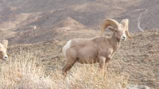 Southern Ca Big Horn Sheep by HighTechCNC 112 views 3 years ago 4 minutes
