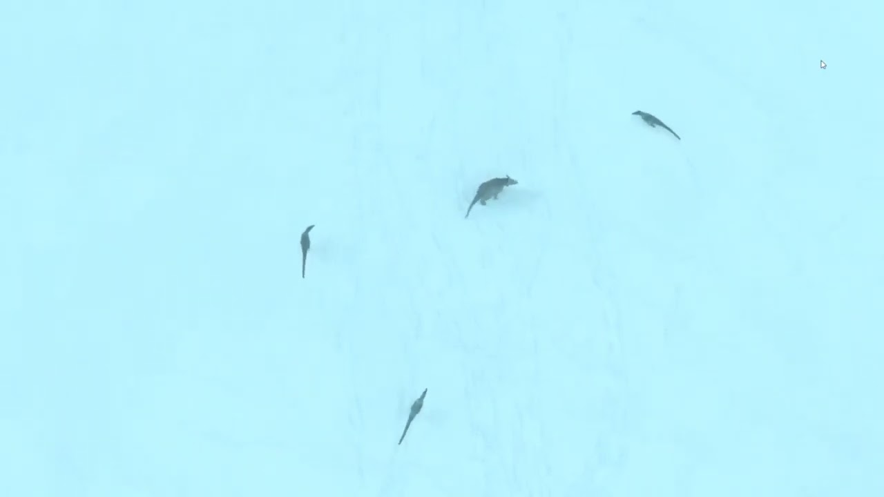 Prehistoric Planet:Nanuqsaurus killing Pachyrinosaurus(RESOUNDED)