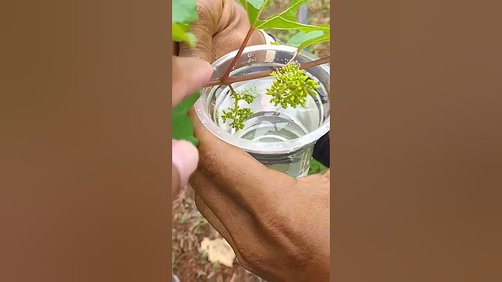 Begini Cara Memperbesar Buah Anggur Pakai Hormon GA3