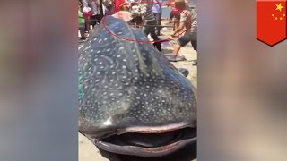 Китовую акулу распиливают заживо на китайском рынке