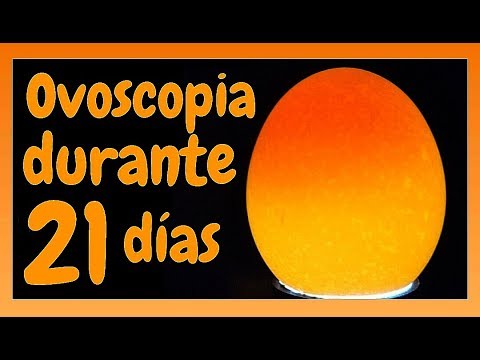 Vídeo: 3 maneres d’eclosionar ous de gallina