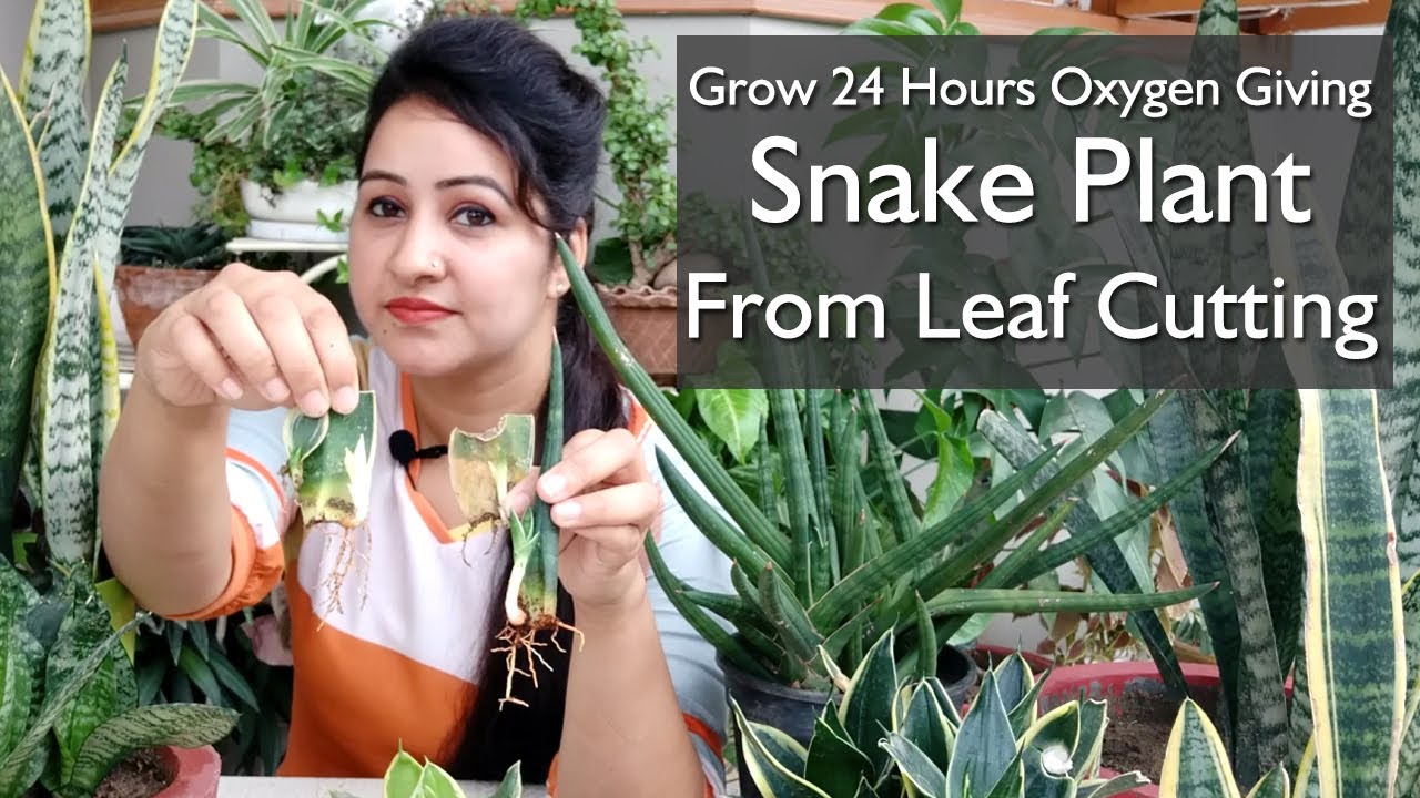 How to Grow Snake Plant From Leaf | Snake Plant Care | snake plant Leaf propagation