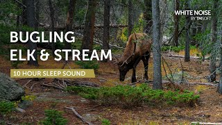 Bugling Elk and Stream Sleep Sound - 10 Hours - Black Screen screenshot 3