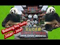 Istana Panda Taman Safari Indonesia Babang Roy Jalan Jalan