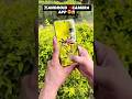 Best Camera App 2025 | Video &amp; Photo Shoot 📸 #shorts