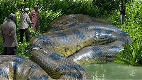 Top 10 Most Dangerous Animals of the Amazon Rainforest